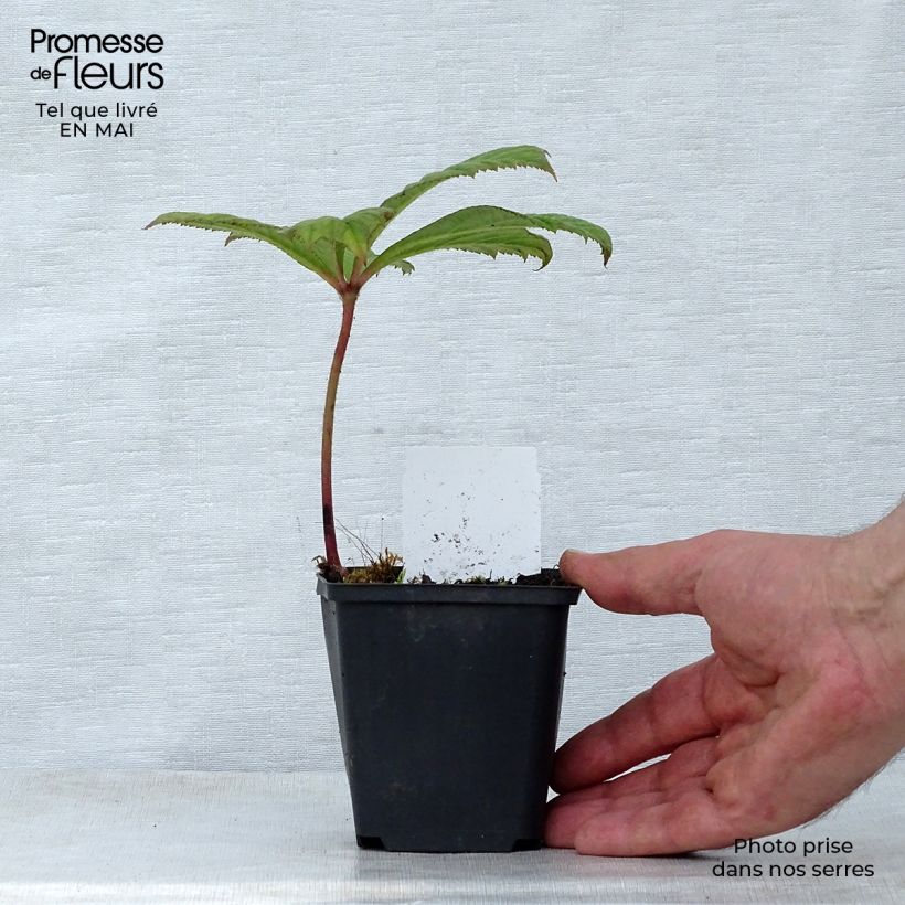 Spécimen de Rodgersia Aesculifolia Irish Bronze Godet de 8/9 cm tel que livré au printemps