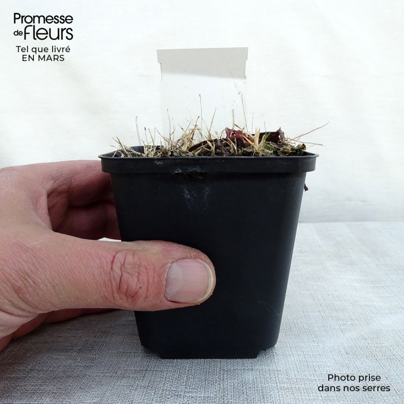 Spécimen de Rodgersia La Blanche - Rodgersia La Blanche Godet de 8/9 cm tel que livré au printemps