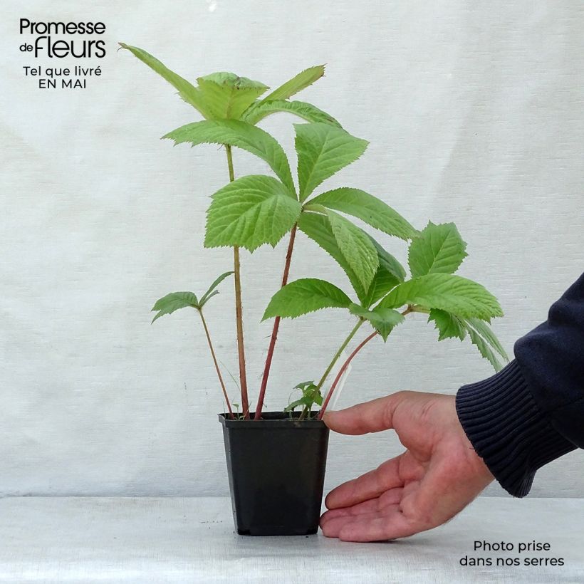 Spécimen de Rodgersia aesculifolia Godet de 8/9 cm tel que livré au printemps