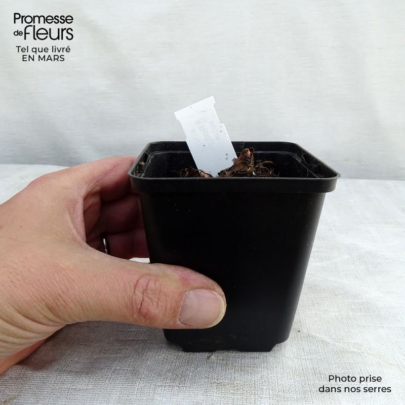 Spécimen de Rodgersia henrici Godet de 8/9 cm tel que livré au printemps