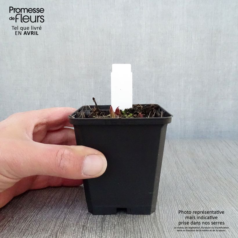 Example of Rodgersia pinnata Chocolate Wings Godet de 8/9 cm as you get in printemps