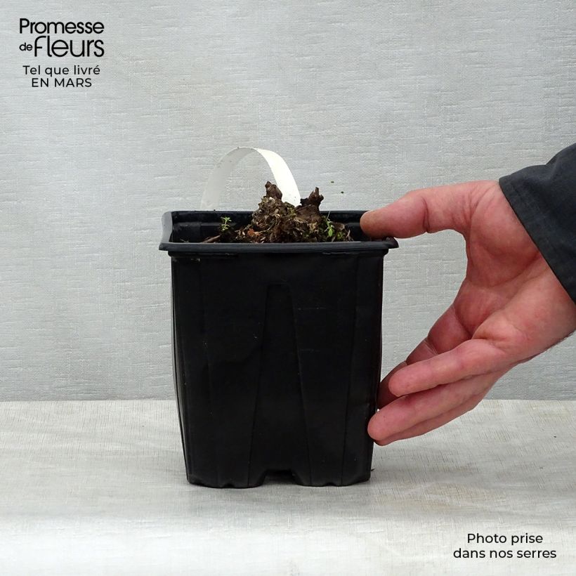 Example of Rodgersia pinnata Chocolate Wings Pot de 2L/3L as you get in printemps