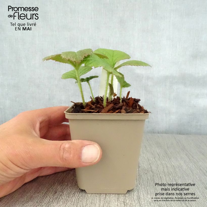 Spécimen de Rodgersia pinnata Dark Pokers Godet de 8/9 cm tel que livré au printemps