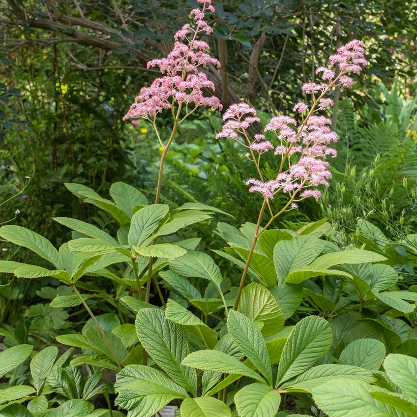 Rodgersia pinnata (Port)