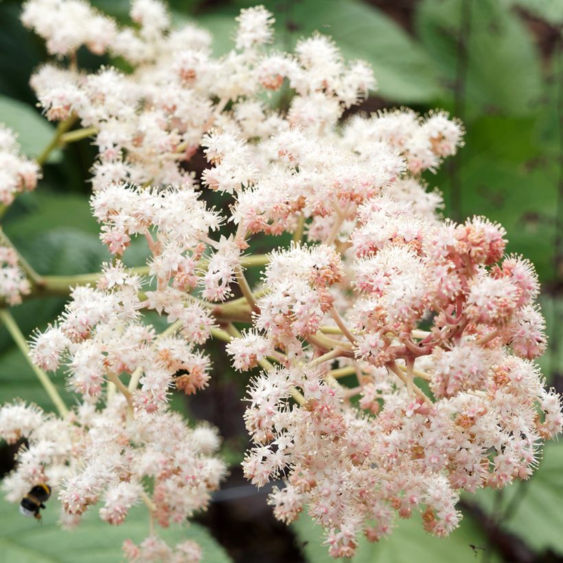 Rodgersia sambucifolia - Rodgersia à feuilles de sureau (Flowering)
