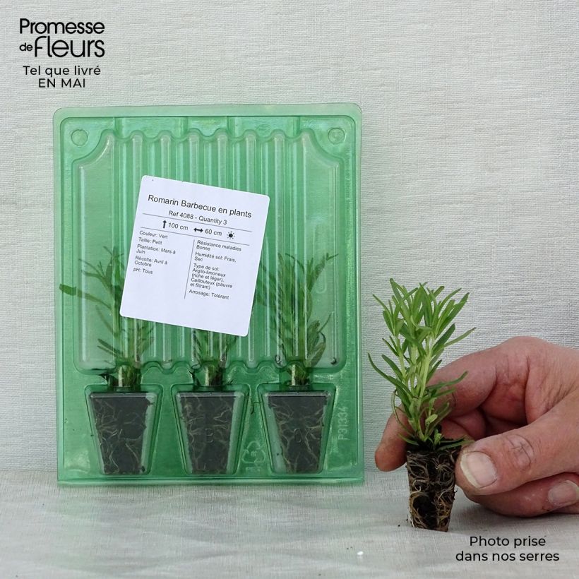 Spécimen de Romarin Barbecue en plants Mini-motte Ø 3/4 cm, Livré en hauteur de 5 à 10 cm tel que livré au printemps