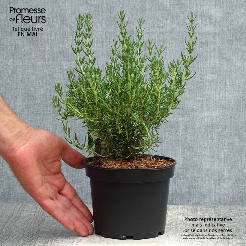 Example of Romarin - Rosmarinus officinalis Majorca Pink  Pot de 1,5L/2L as you get in printemps
