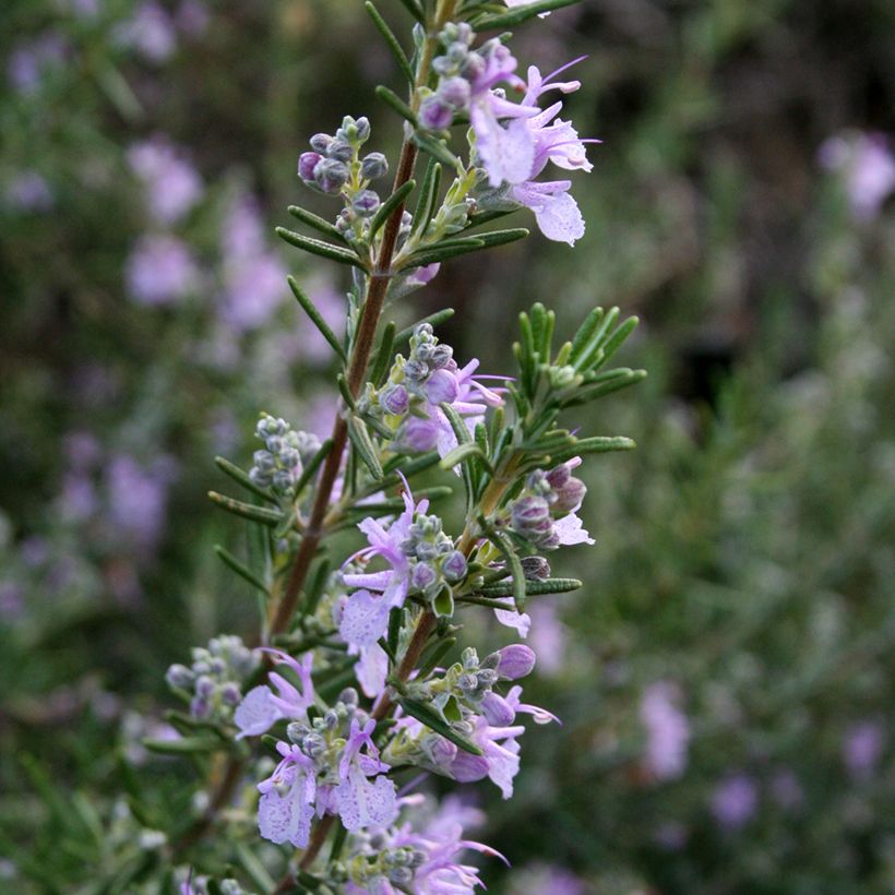 Romarin - Rosmarinus officinalis Majorca Pink  (Flowering)