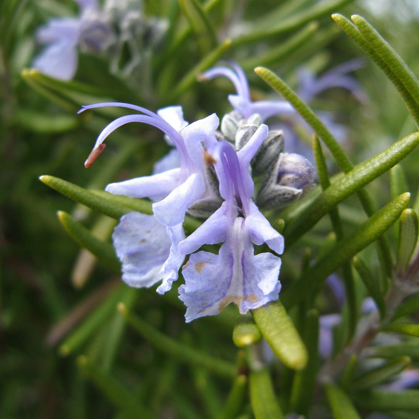 Romarin - Rosmarinus officinalis Tuscan Blue (Floraison)
