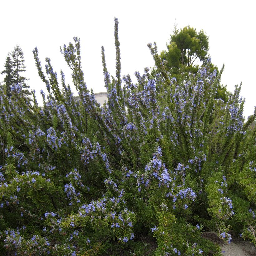Romarin - Rosmarinus officinalis Tuscan Blue (Port)