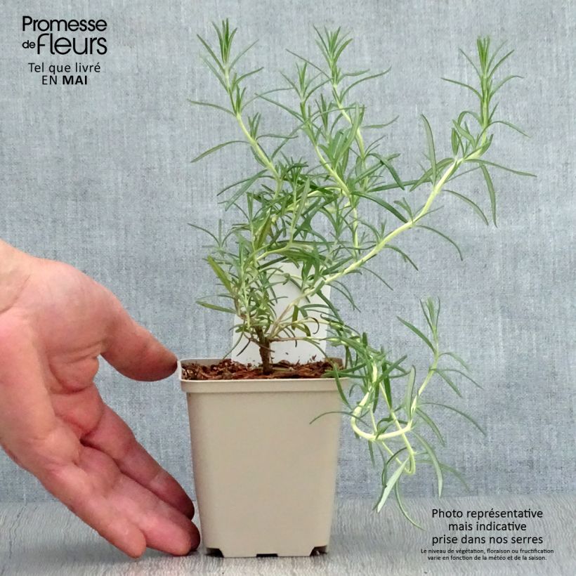 Spécimen de Romarin à fleurs blanches - Rosmarinus officinalis Albiflorus Godet de 8/9 cm tel que livré au printemps