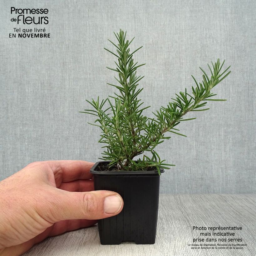 Spécimen de Romarin couvre-sol -  Rosmarinus officinalis Pointe du Raz Godet de 8/9 cm tel que livré en automne