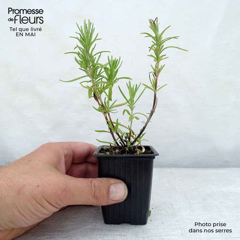 Spécimen de Romarin officinal - Rosmarinus officinalis Godet de 7/8 cm tel que livré au printemps