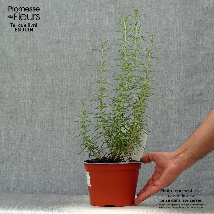 Spécimen de Romarin officinal - Rosmarinus officinalis Pot de 1L/1,5L tel que livré en été