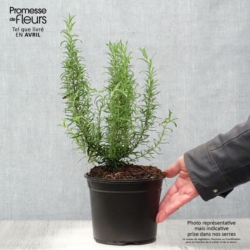Spécimen de Romarin officinal - Rosmarinus officinalis Pot de 1L/1,5L tel que livré au printemps