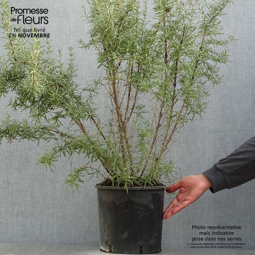 Spécimen de Romarin officinal - Rosmarinus officinalis Pot de 3L/4L tel que livré en automne
