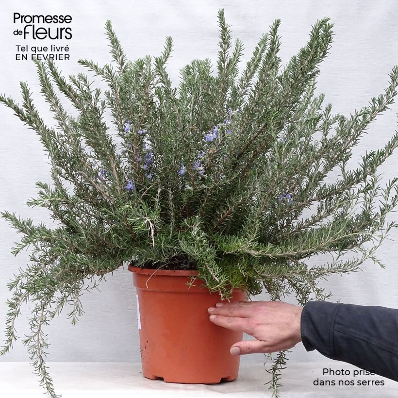Spécimen de Romarin rampant - Rosmarinus officinalis Prostratus Pot de 4L/5L tel que livré en hiver
