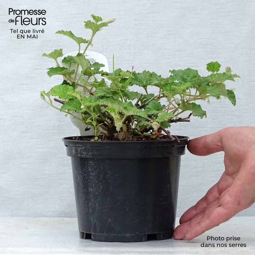 Spécimen de Ronce Betty Ashburner - Rubus tricolor Pot de 1,5L/2L tel que livré au printemps