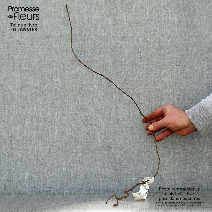 Spécimen de Ronce commune - Rubus fruticosus Racines nues, Touffe tel que livré en hiver