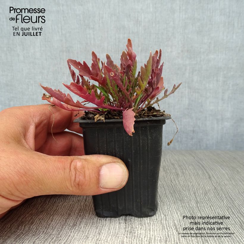 Spécimen de Roquette sauvage BIO - Diplotaxis erucoides Godet de 8/9 cm tel que livré en été