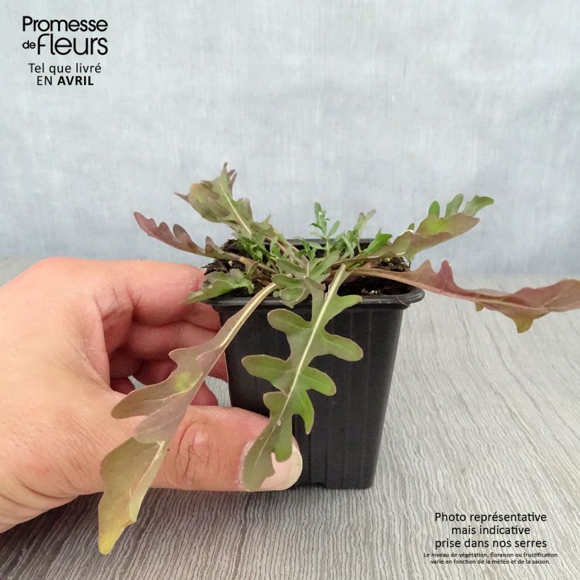 Spécimen de Roquette sauvage BIO - Diplotaxis erucoides Godet de 8/9 cm tel que livré au printemps