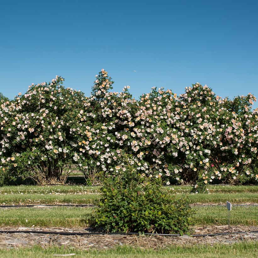 Rosier grimpant Above and Beyond (Port)