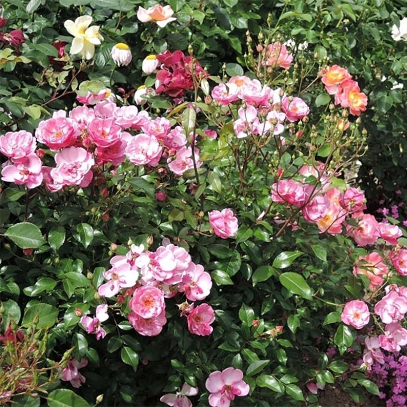 Rosa Louis Blériot - Rosier paysager (Flowering)