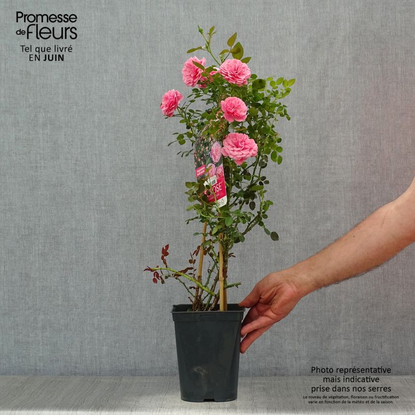 Spécimen de Rosier grimpant Starlet Rose Eva Pot de 4L/5L tel que livré en été