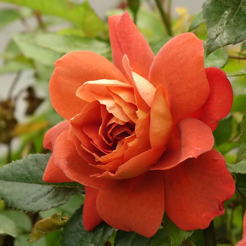 Rosier arbustif Havanna (Floraison)