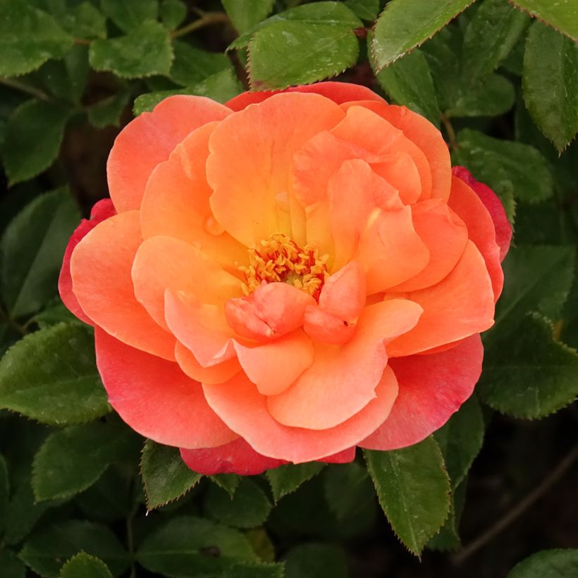 Rosier à fleurs groupées Sugar Candy Rose (Floraison)