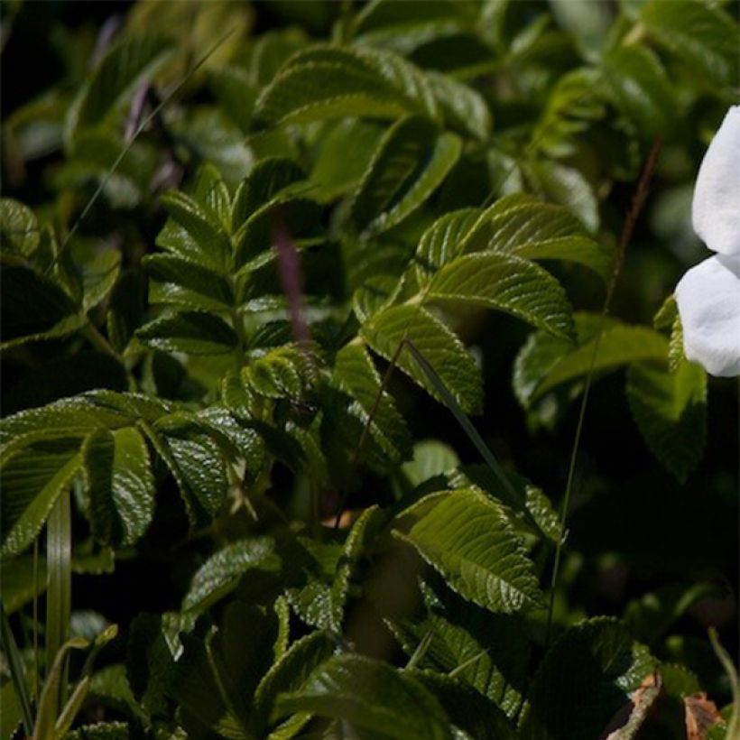 Rosier rugosa Alba (Foliage)