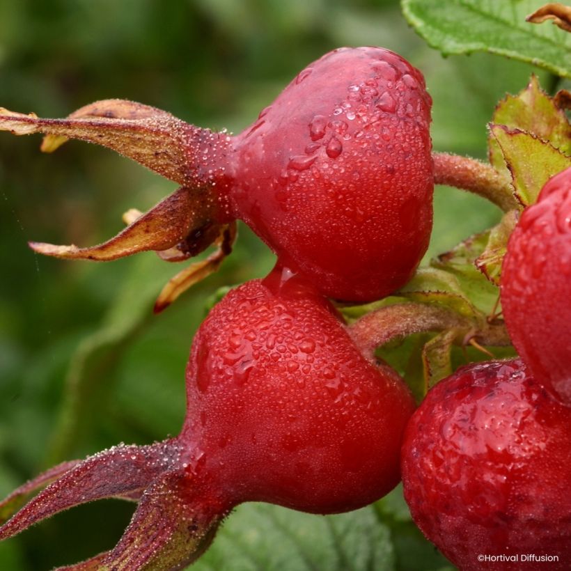 Rosa rugosa Angelia Pink (Récolte)