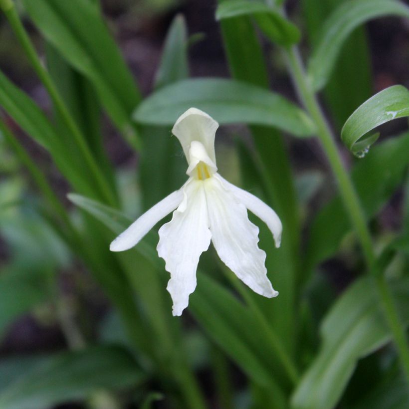 Roscoea beesiana Alba   (Floraison)