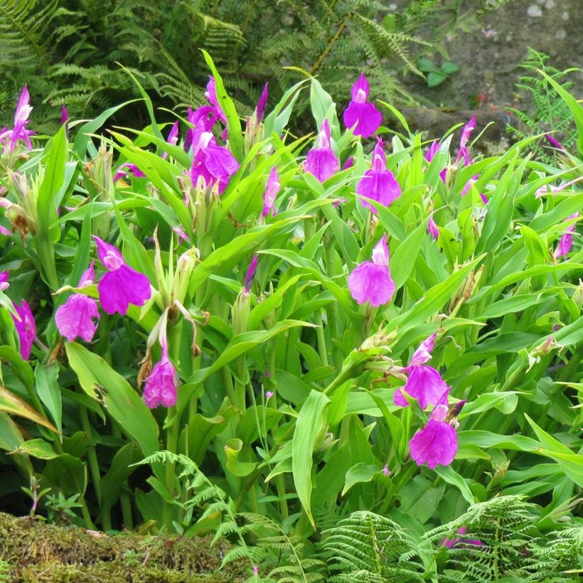 Roscoea purpurea (Plant habit)