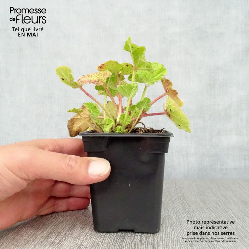 Spécimen de Rose Trémière - Alcea rosea Chater's Double rouge Godet de 7/8 cm tel que livré au printemps