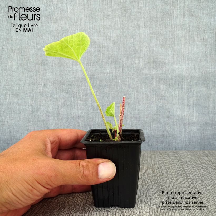 Example of Rose Trémière noire, Alcea rosea Nigra Godet de 7/8 cm as you get in printemps