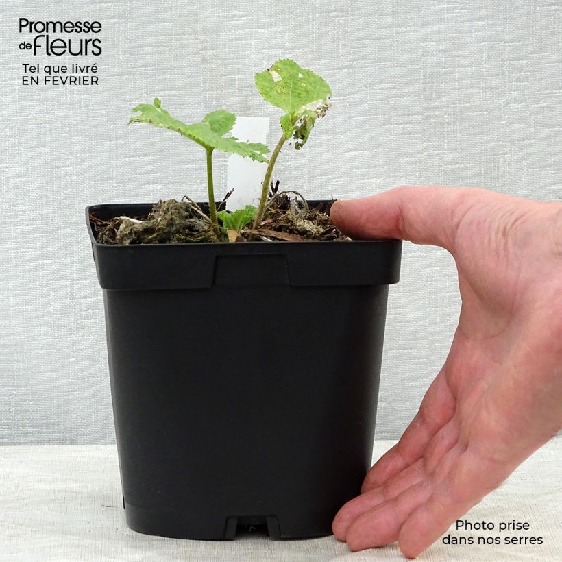 Example of Rose Trémière noire, Alcea rosea Nigra Pot de 2L/3L as you get in hiver