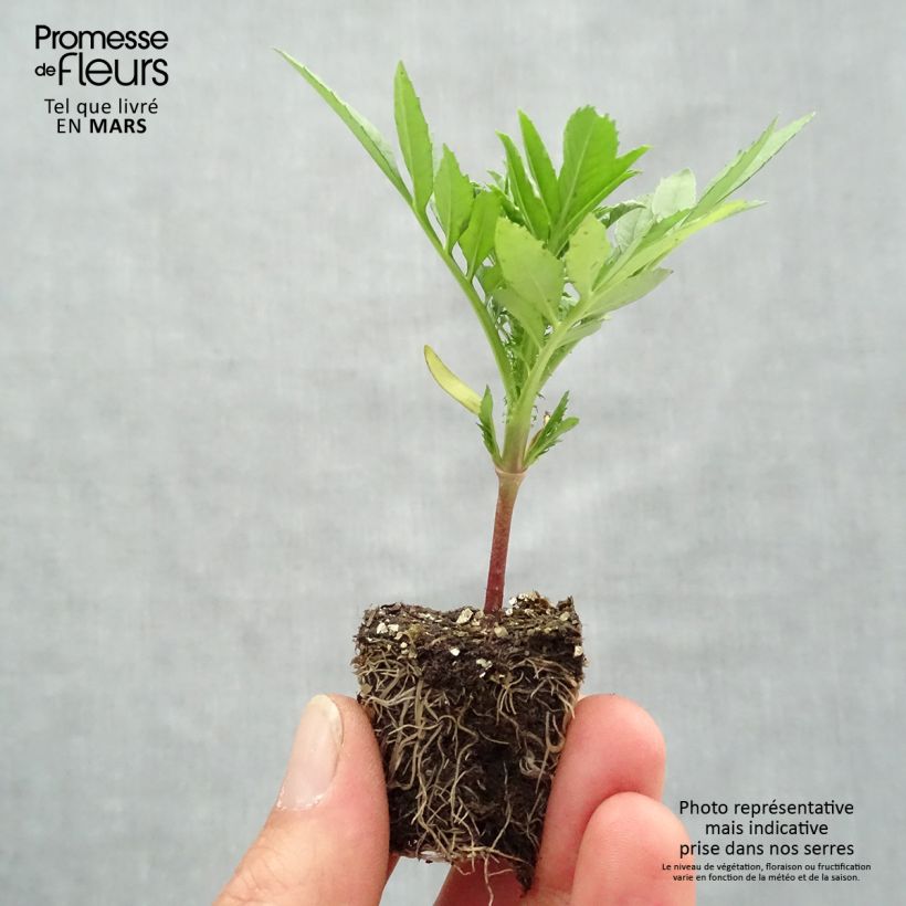 Spécimen de Rose d'Inde F1 Taishan mix Mini-mottes Jardimotte : motte 3,8 cm x 3,2 cm en plaque de culture par 16 tel que livré au printemps