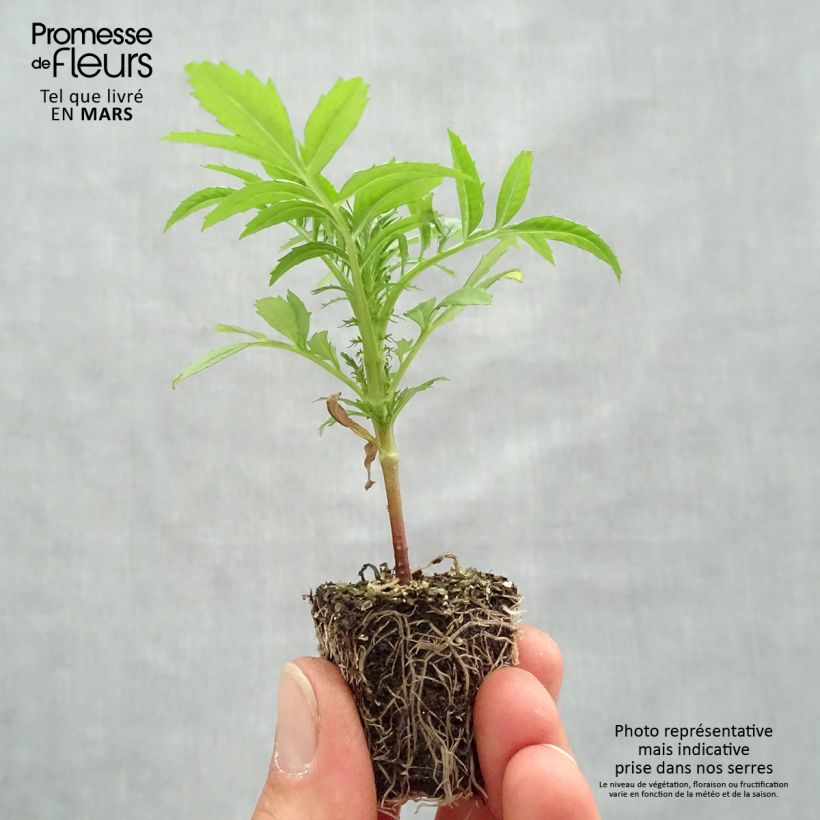 Spécimen de Rose d'Inde F1 Vanilla Jardimotte : motte 3,8 cm x 3,2 cm en plaque de culture par 16 tel que livré au printemps