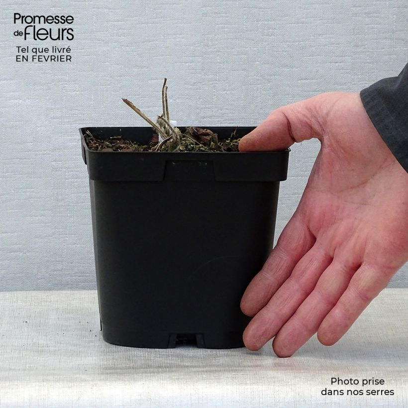 Spécimen de Rose trémière - Alcea rosea Chater's Double Blanc Pot de 2L/3L tel que livré en hiver