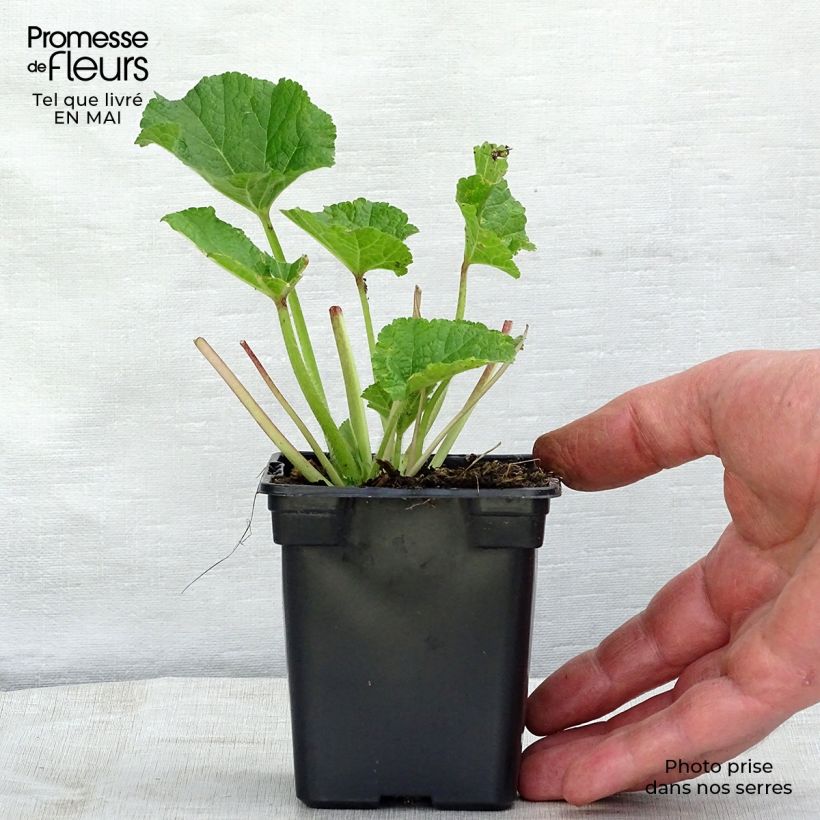 Spécimen de Rose trémière - Alcea rosea Chater's Double Rose Godet de 7/8 cm tel que livré au printemps