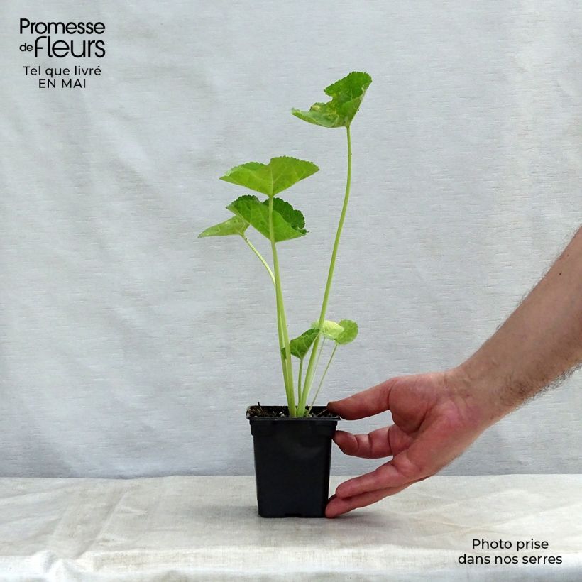 Example of Rose trémière - Alcea rosea Chater's Double saumon Godet de 7/8 cm as you get in printemps