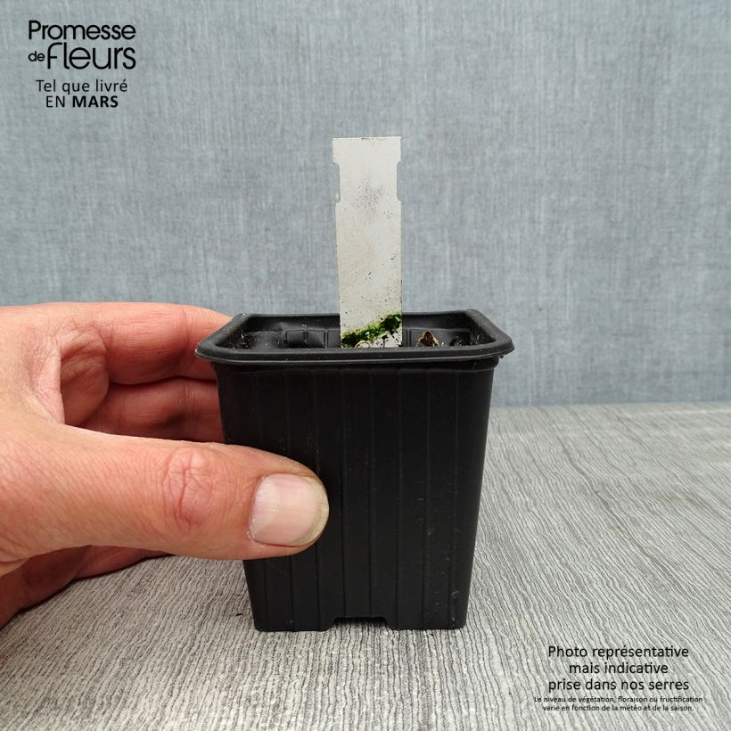 Example of Rose trémière - Alcea rosea Chater's Double Violet Godet de 8/9 cm as you get in printemps