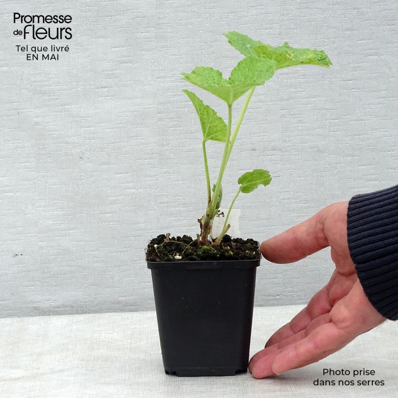 Spécimen de Rose trémière - Alcea rosea Mars Magic Godet de 8/9 cm tel que livré au printemps