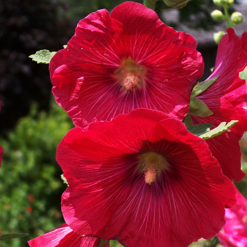 Rose trémière - Alcea rosea Mars Magic (Floraison)