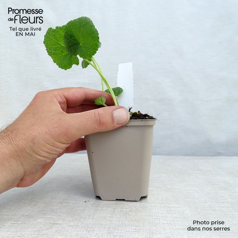 Spécimen de Rose trémière - Alcea rosea Sunshine Godet de 8/9 cm tel que livré au printemps