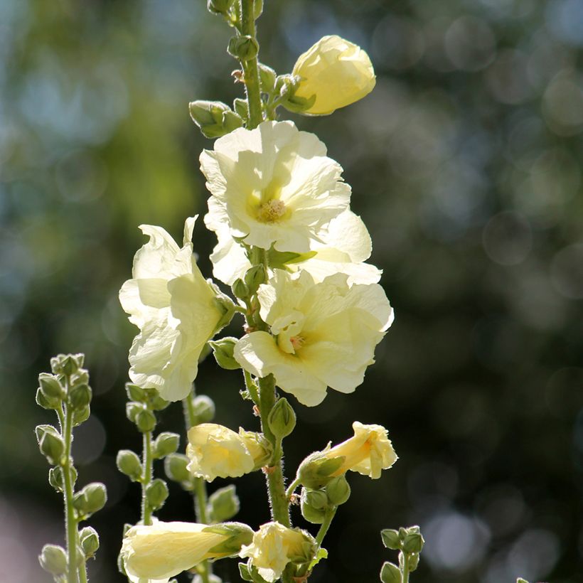 Rose trémière - Alcea rosea Sunshine (Floraison)