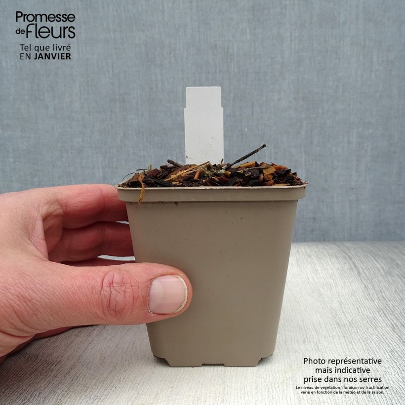 Spécimen de Rose trémière Crème de Cassis - Alcea rosea Godet de 8/9 cm tel que livré en hiver