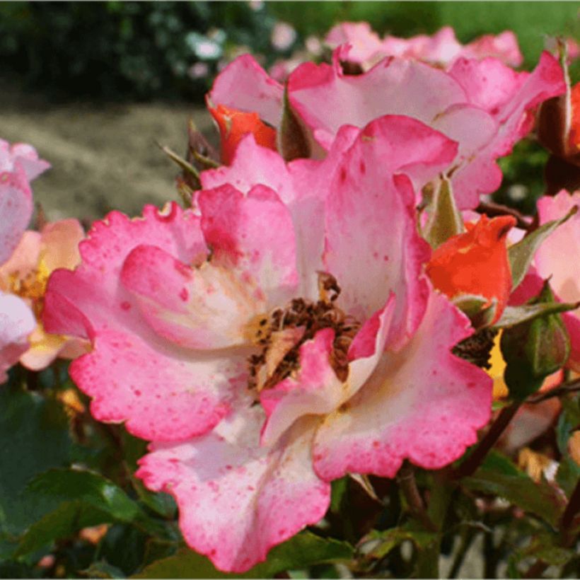 Rosier Bee Proud (Floraison)