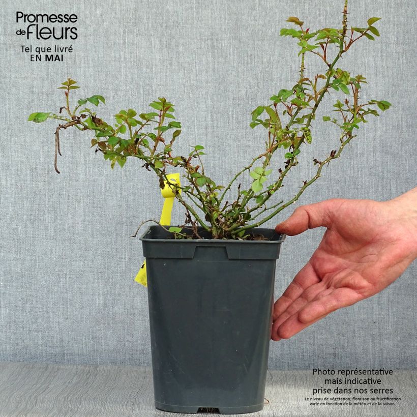Example of Rosier Bees Paradise Gelb Pot de 3L/4L as you get in printemps